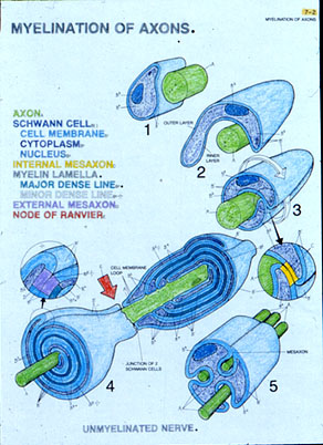 myelin