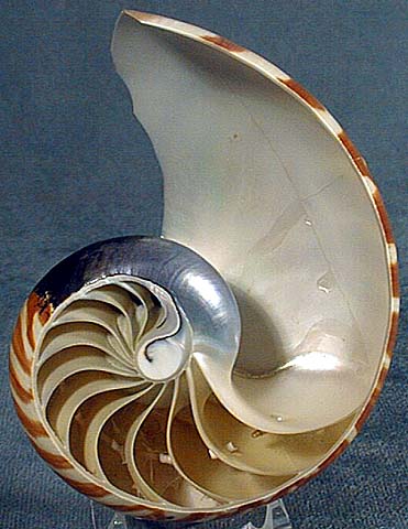 nautilus